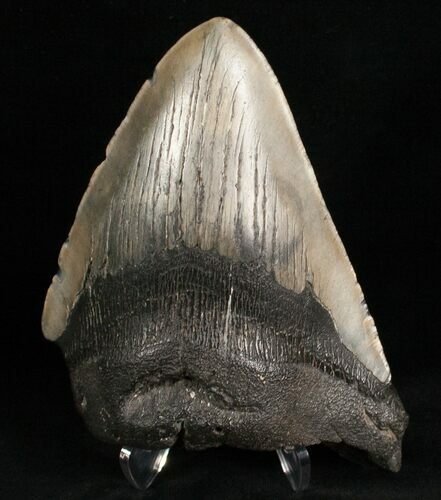 Bargain Megalodon Shark Tooth #7462